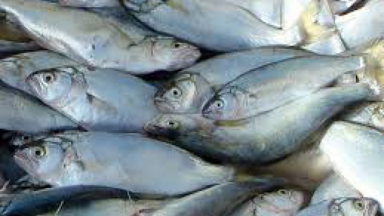 Морето се препълни с хищника чернокоп