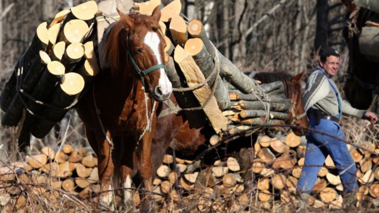 13 акта за незаконна сеч съставиха във Варненско