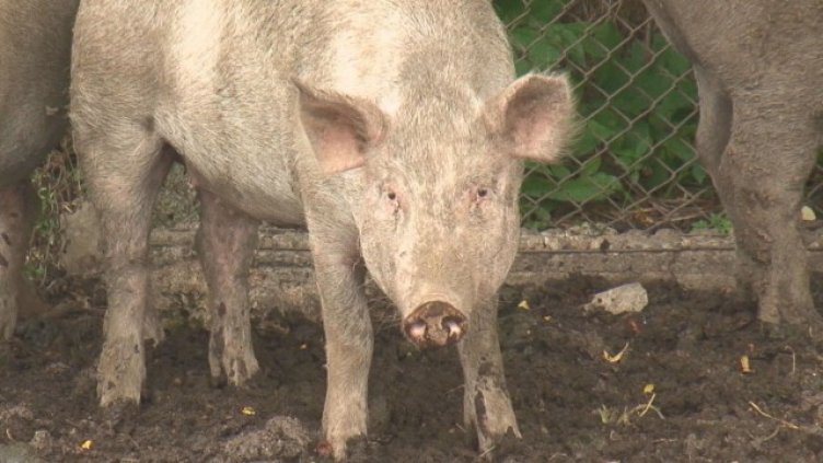 Финансират собствениците на унищожени животни от Африканска чума