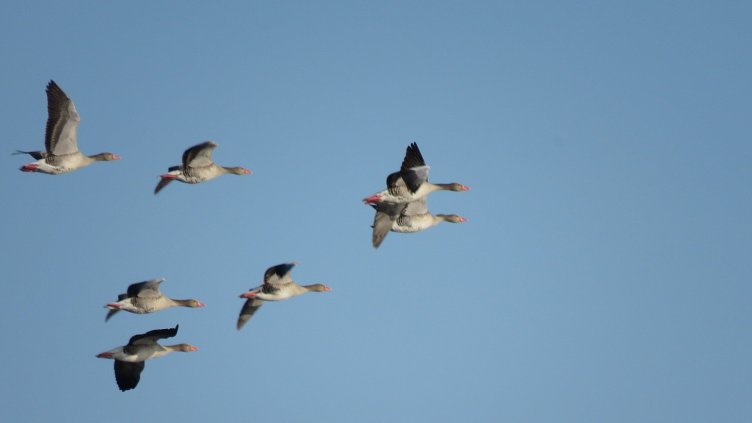Редки и неочаквани видове птици преброиха край Варна