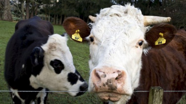 В Абланица готвят бунт, лекари убиват и здрави крави