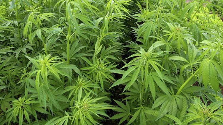 Оставиха в ареста инспектора от БАБХ, отглеждал канабис 