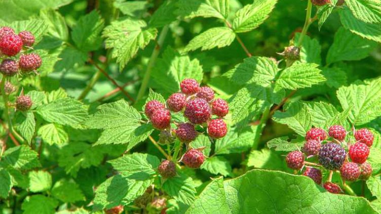 До 3 бона месечно от бране на билки в Родопите