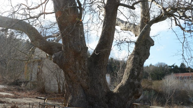 10 вековни дървета се намират на територията на Варна