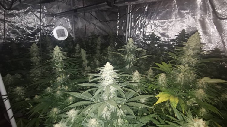 Разбиха оранжерия за марихуана в м. "Манастирски рид" във Варна (Снимки)