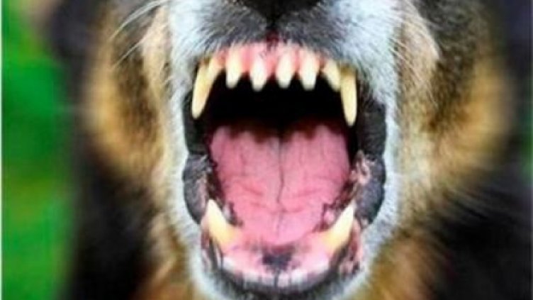 В Сотиря не знаели за развъдника с питбули, не ги било страх