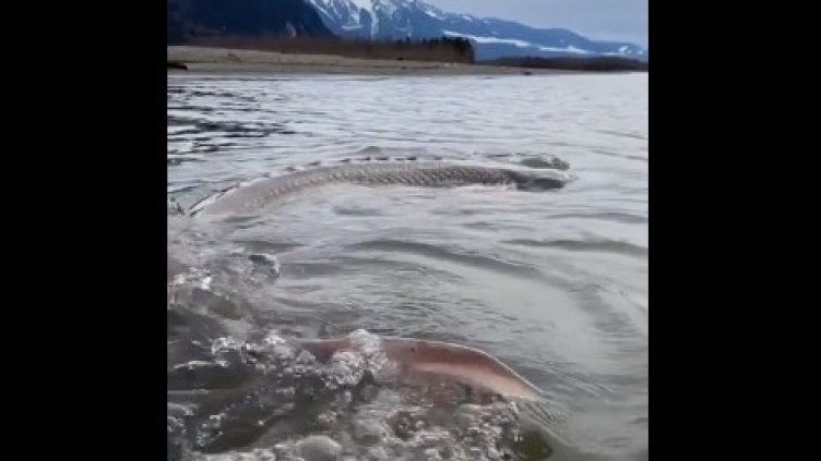 Не е Неси, чудовище от езеро в Канада е! Есетра ли е, що ли е? ВИДЕО