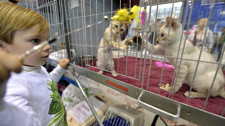 Котки от 7 държави си оспорват Балканската купа