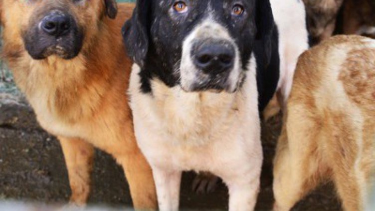 Полицията разследва убийството на две кучета
