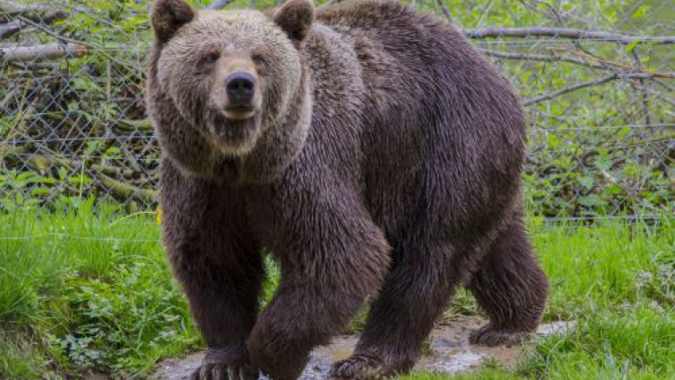 Мечка слезе на метри от родопско село, стресна минувачи