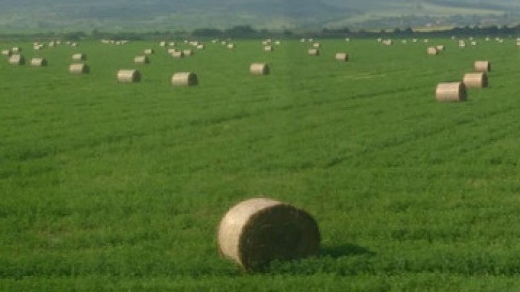 Добруджански урожай: Нивите удариха немислимите 4000 лева/декар