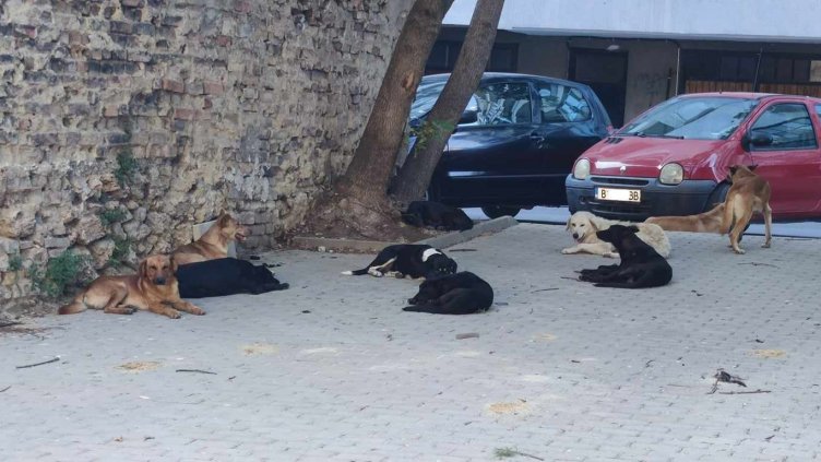 3000 песа живеят по улиците на Варна
