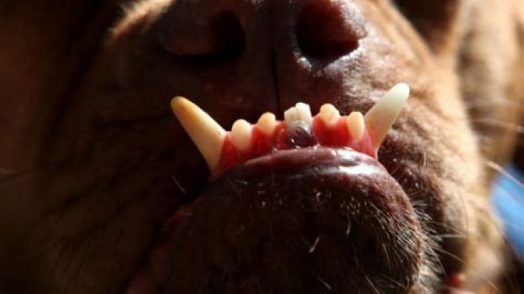 Ужасяващо! Куче нахапа главата на дете