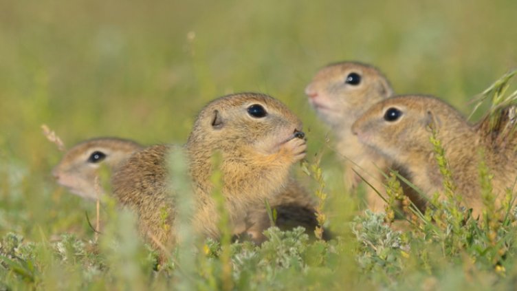 Преместват колония лалугери от дъното на язовир "Луда Яна"