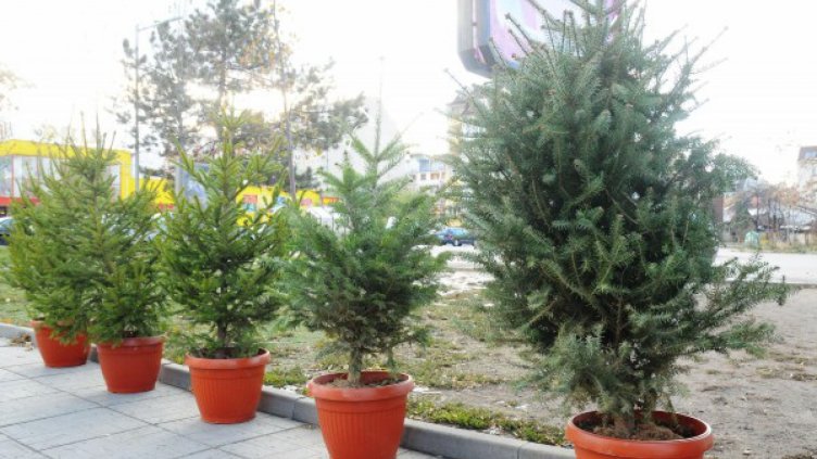 Коледните дръвчета поскъпват 3 пъти от горското до пазара