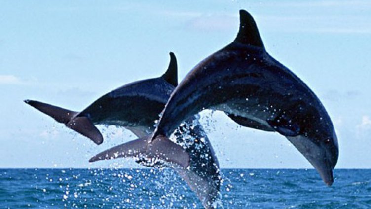 Днес ще се проведе "Ден на делфините" на варненското пристанище