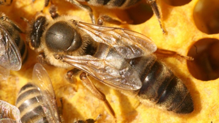 Опасен пестицид убива пчелите у нас