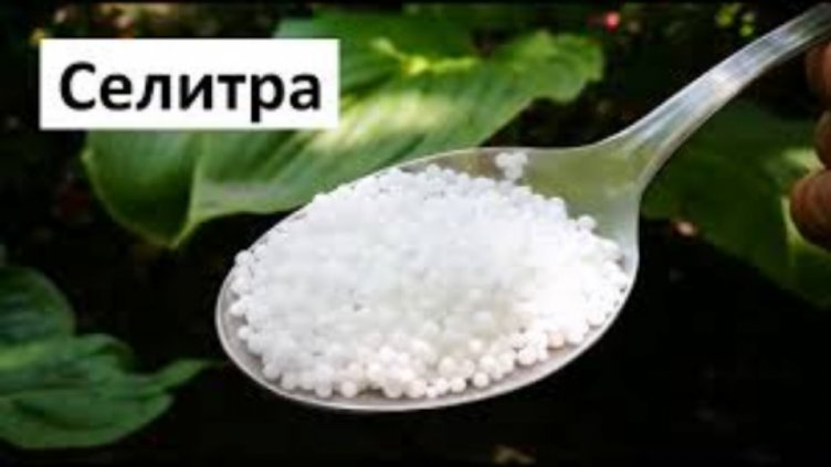 Амониевият нитрат: от манна до проклятие за света