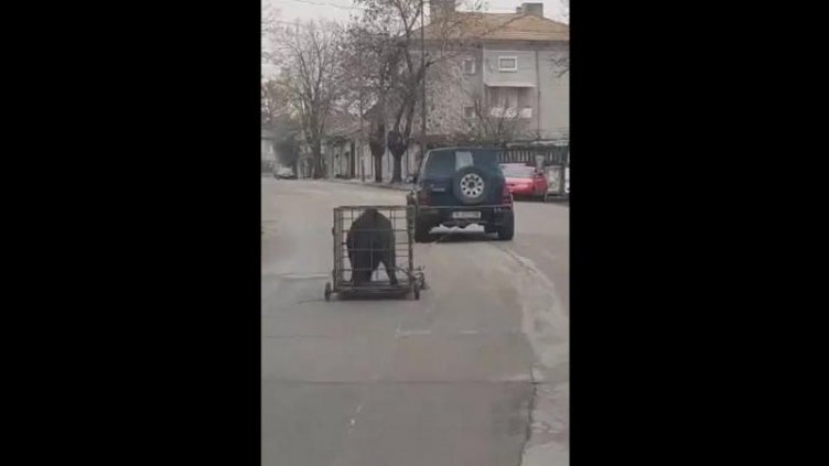 Свинска разходка! Пиян помъкна прасето си в клетка, помете и две коли (ВИДЕО)