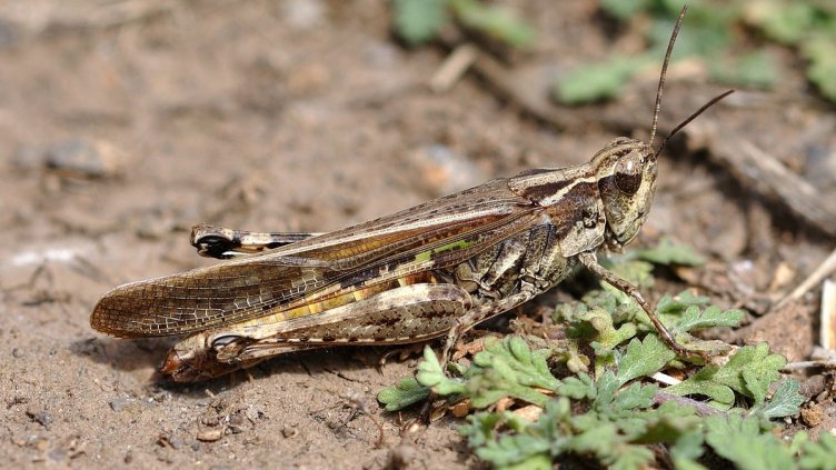 Приключиха авиационните третирания срещу марокански скакалец