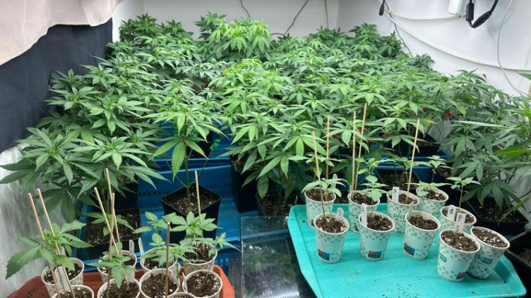 Разбиха поредната наркооранжерия край Варна (СНИМКИ)