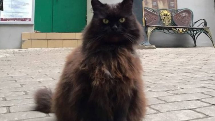 Откраднаха котарака Бегемот от музея "Булгаков"