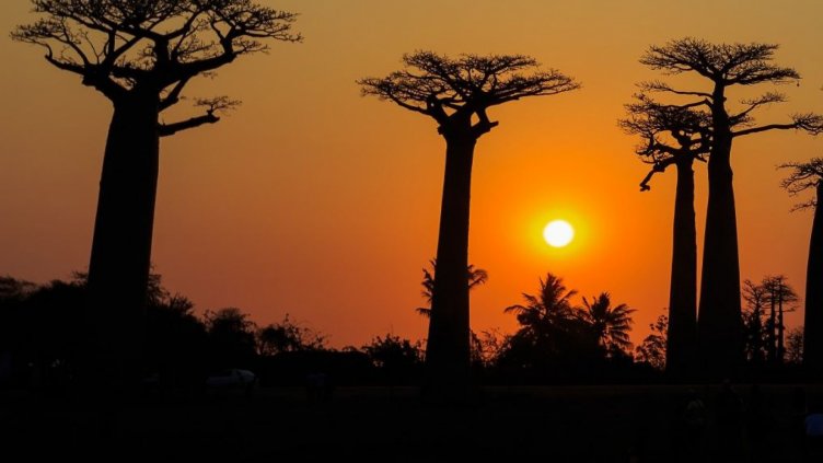 Епидемия от чума покоси 94 души в Мадагаскар