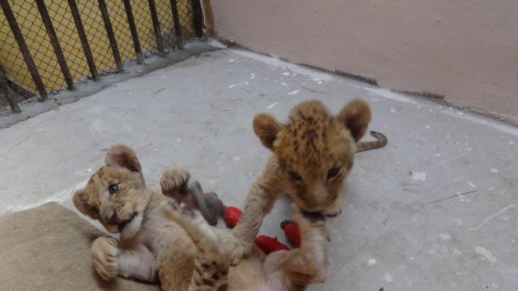 34 бебета са се родили през тази година във варненската Зоологическа градина