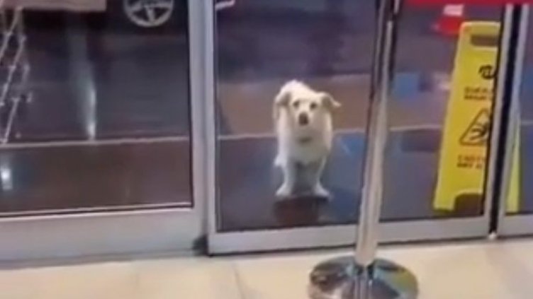 А то стои и чака! Пред болницата, за да зърне за миг своя болен стопанин