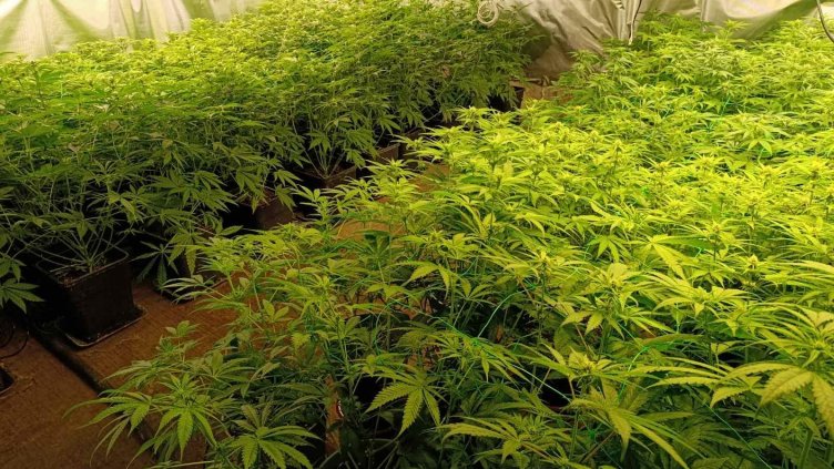 Все повече възрастни хора редовно употребяват канабис, какви са рисковете?