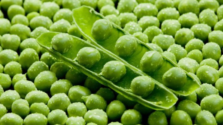 Започна прибирането на пролетните култури във Варненско