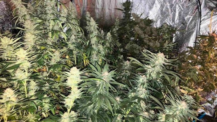 Разбиха оранжерия за трева "на пъпа" на Варна (СНИМКИ)