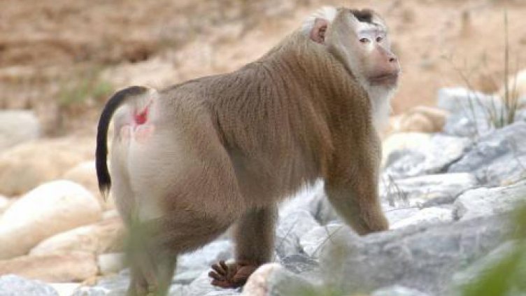 Шофьорка обърка дупе на маймуна със светофар