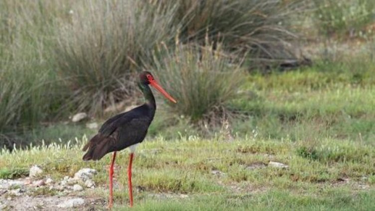 Поличба: Черен щъркел стресна трънско село