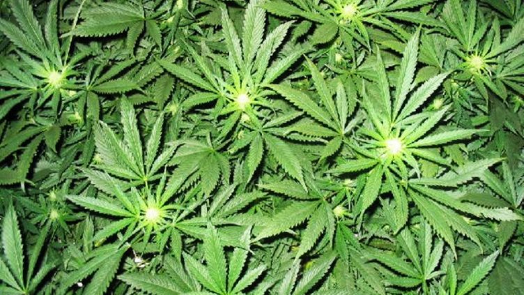 Откриха 2 кг марихуана в дома на 50-годишна жена