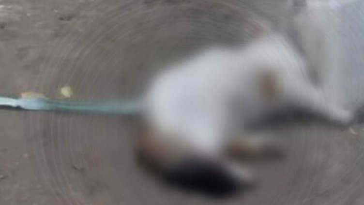 Пенсионери убиха жестоко котка в столицата