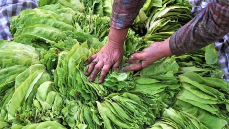 Фермери протестират срещу производството на тютюни с по-малко никотин