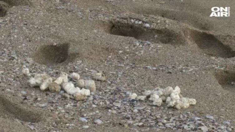 Палмово масло омаза още няколко плажа 