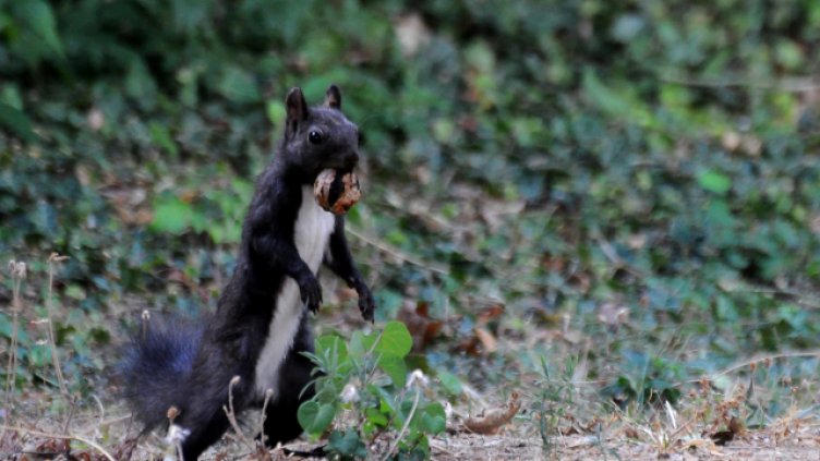 Снимка Пламен Гутинов