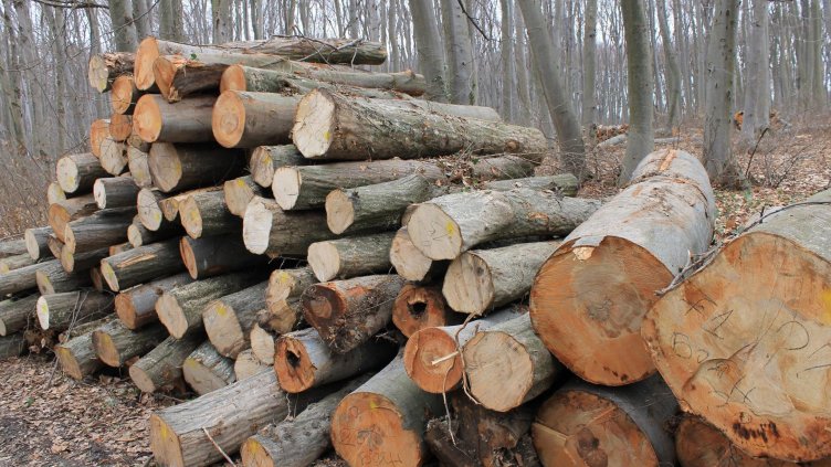 4 автомобила, 16 каруци, 9 моторни триона и над 40 куб. дърва прибраха горските през ноември