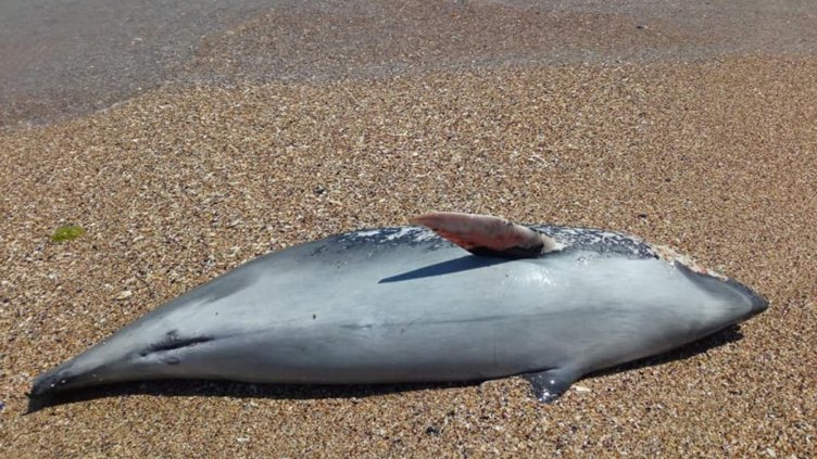 В Албена: Мъртъв делфин стресна плажуващите