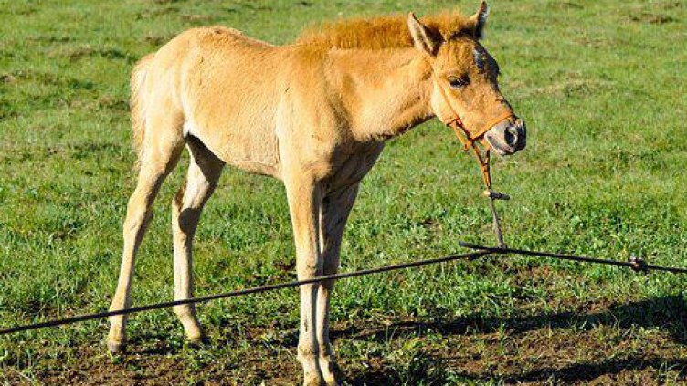 Kон уби 12-годишно дете