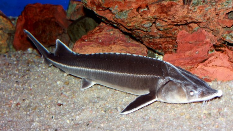 Забраната за улов на есетрови риби в Дунав и Черно море се удължава с 5 г.