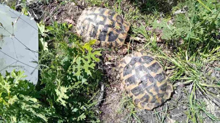 Спасиха две костенурки от защитен вид край Варна