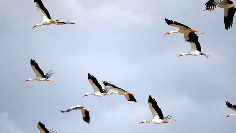 Виц на на деня - 26 октомври