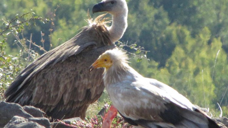 Излюпи се бебе египетски лешояд в дивото гнездо с онлайн камера в Провадия