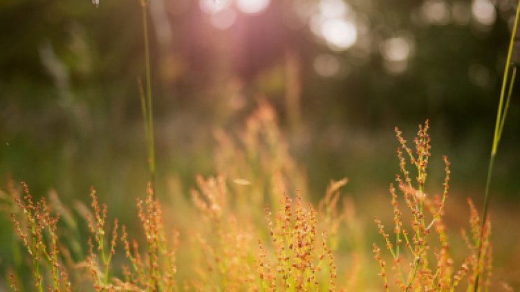 Слънчев и топъл старт на седмицата