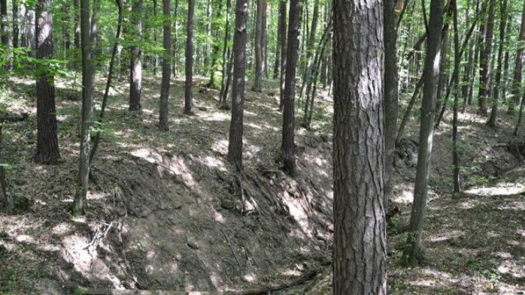 Залесяват 110 дка нова гора в ДЛС „Шерба”