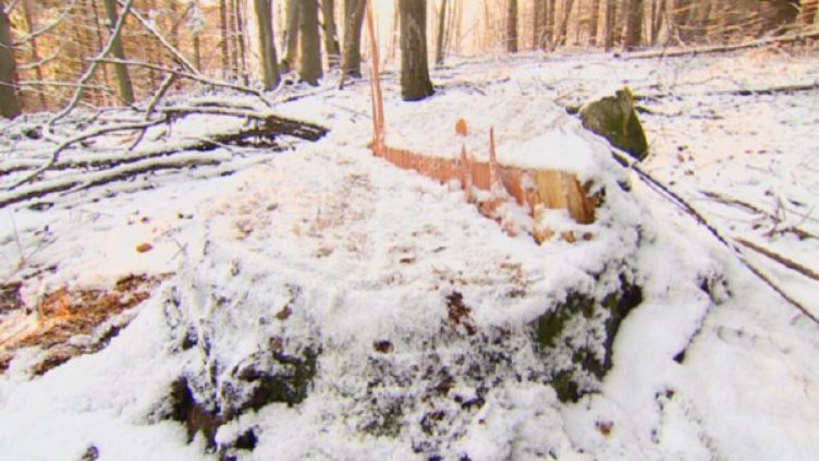 900 бука "паднаха жертва" на незаконна сеч в Етрополе