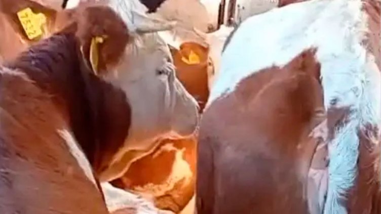 Турция прибра кравите от границата